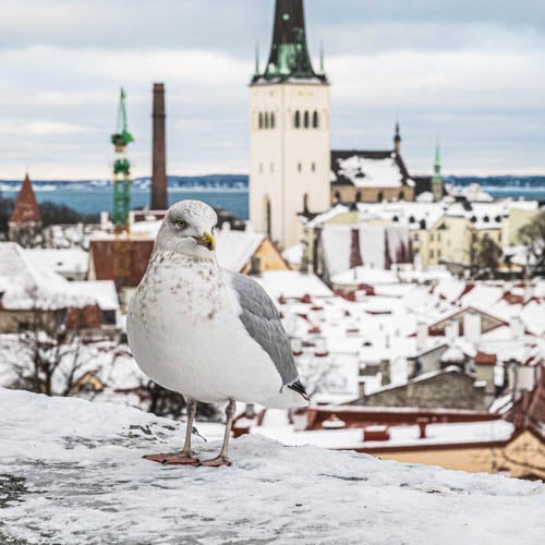 Tallinna-lokki