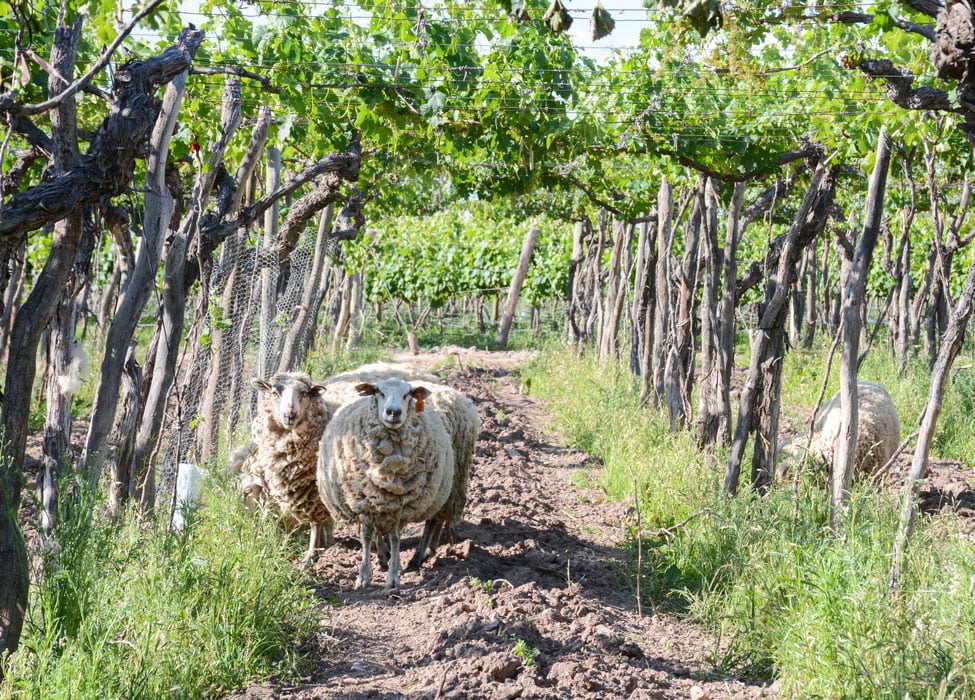 viinikuvat-argentiina-lampaat